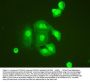Anti-TNFAIP1 Antibody Picoband®