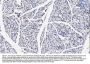 Anti-TNFAIP1 Antibody Picoband®