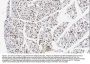 Anti-TNFAIP1 Antibody Picoband®