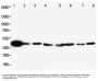 Anti-ERK2/MAPK1 Antibody Picoband®