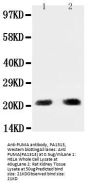 Anti-PUMA/BBC3 Antibody Picoband®