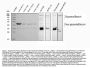 Anti-Decorin/DCN Antibody Picoband®