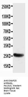 Anti-SNAP25 Antibody Picoband®