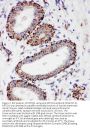 Anti-MTCO1/MT-CO1 Antibody Picoband®