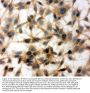 Anti-MTCO1/MT-CO1 Antibody Picoband®