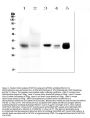 Anti-MTCO1/MT-CO1 Antibody Picoband®