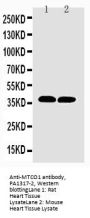 Anti-MTCO1/mt-Co1 Antibody Picoband®
