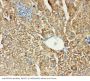 Anti-MTCO1/mt-Co1 Antibody Picoband®