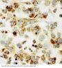 Anti-MTCO1/mt-Co1 Antibody Picoband®