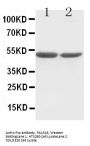Anti-c-Fos Antibody Picoband®