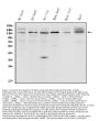 Anti-N-Cadherin-2 CDH2 CD325-Antibody Picoband®