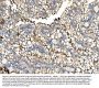 Anti-N-Cadherin-2 CDH2 CD325-Antibody Picoband®