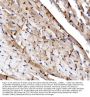 Anti-N-Cadherin-2 CDH2 CD325-Antibody Picoband®