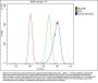 Anti-N-Cadherin-2 CDH2 CD325-Antibody Picoband®