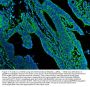 Anti-N-Cadherin-2 CDH2 CD325-Antibody Picoband®