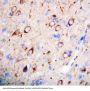 Anti-nNOS (neuronal)/NOS1 Antibody Picoband®