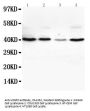 Anti-VEGFD/FIGF Antibody Picoband®