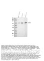 Anti-CD34 Antibody Picoband®