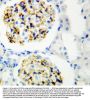 Anti-CD34 Antibody Picoband®