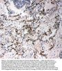 Anti-CD34 Antibody Picoband®