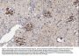 Anti-CD34 Antibody Picoband®