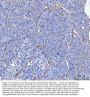Anti-CD34 Antibody Picoband®