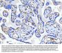 Anti-CD34 Antibody Picoband®