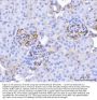 Anti-CD34 Antibody Picoband®