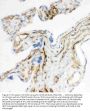 Anti-CD34 Antibody Picoband®