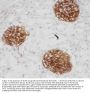 Anti-CD34 Antibody Picoband®