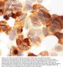 Anti-Cytokeratin 19/KRT19 Antibody Picoband®