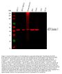 Anti-Cytokeratin 19/KRT19 Antibody Picoband®
