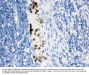 Anti-Cardiac FABP/FABP3 Antibody Picoband®