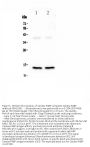 Anti-Cardiac FABP/FABP3 Antibody Picoband®