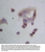 Anti-GRP94/HSP90B1 Antibody Picoband®