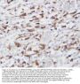 Anti-GRP94/HSP90B1 Antibody Picoband®