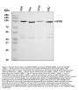 Anti-GRP94/HSP90B1 Antibody Picoband®