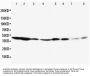 Anti-ERK1/MAPK3 Antibody Picoband®