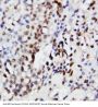 Anti-ERK1/MAPK3 Antibody Picoband®