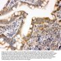 Anti-ERK1/MAPK3 Antibody Picoband®