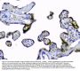 Anti-Superoxide Dismutase 1/SOD1 Antibody Picoband®