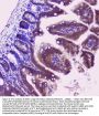 Anti-Superoxide Dismutase 1/SOD1 Antibody Picoband®