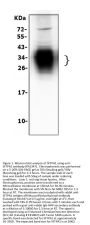 Anti-SFTPA1 Antibody Picoband®
