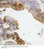 Anti-Annexin A2/ANXA2 Antibody Picoband®