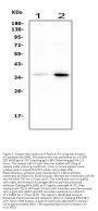 Anti-Annexin A2/ANXA2 Antibody Picoband®