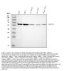 Anti-Histone deacetylase 2 HDAC2 Antibody Picoband®