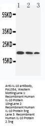 Anti-Interleukin-10 IL10 Antibody Picoband®