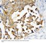 Anti-Presenilin 2/PSEN2 Antibody Picoband®