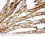 Anti-Presenilin 2/PSEN2 Antibody Picoband®