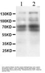 Anti-CD62L/SELL Antibody Picoband®